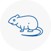 Rat Control Wimborne