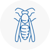 Wimborne Wasp Nest Removal